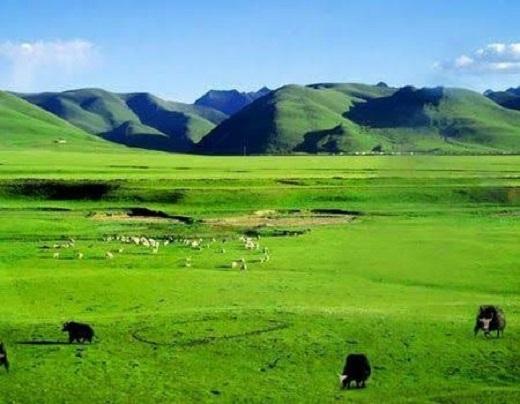 China: Protecting grassland biodiversity