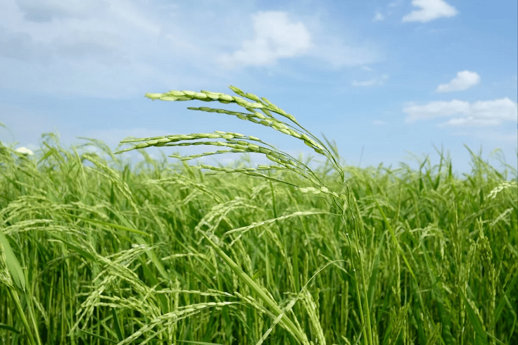 Abundant harvest of giant rice