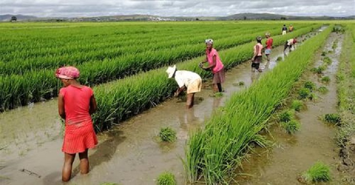 China and FAO implement South-South Cooperation