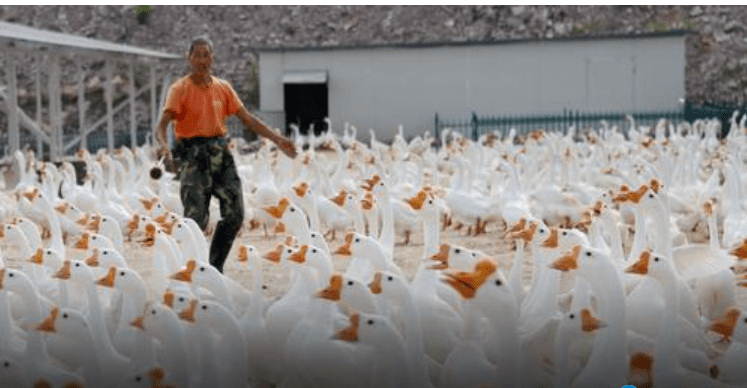 Geese domesticated 7000 years ago in&nbsp;China