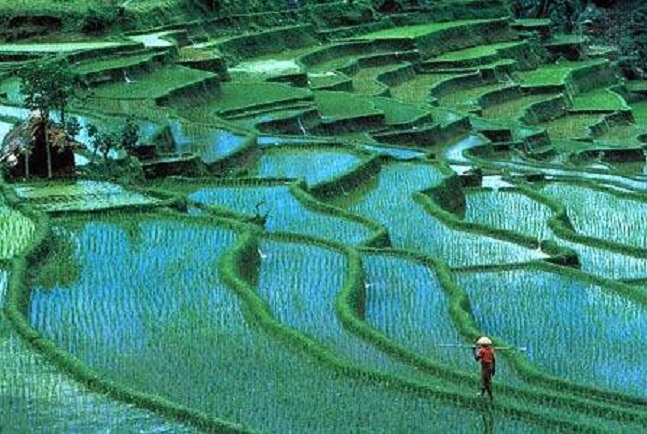 China agriculture’s invaluable lessons