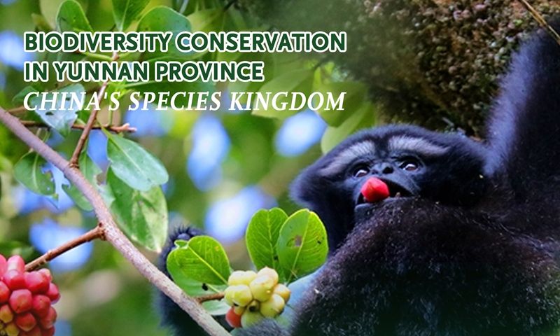 Conservation scientists in China’s Yunnan promote biodiversity with economic benefits