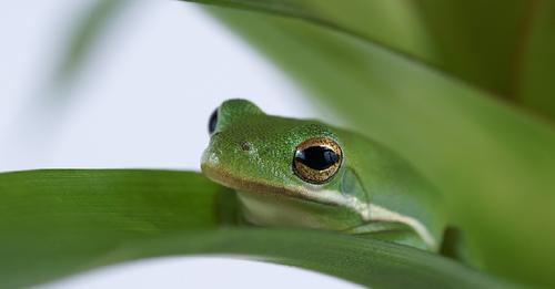 Noise affects mate choice in animals: Chinese study