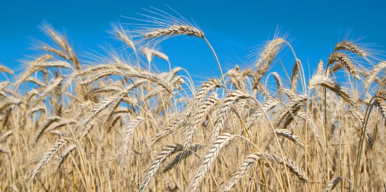 Chinese farmers growing salt-tolerant wheat