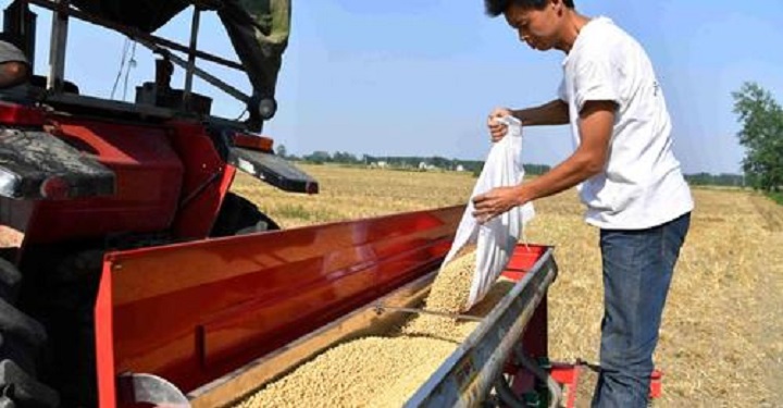 China’s food security depends on self-reliance in seed&nbsp;production