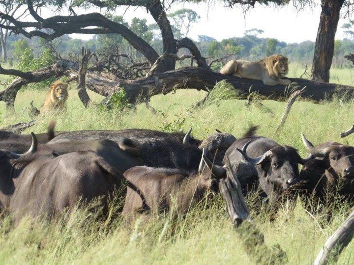 Zimbabwe to boost wildlife cooperation with China