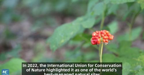 NE China park ‘one of world’s best managed sites’ – IUCN