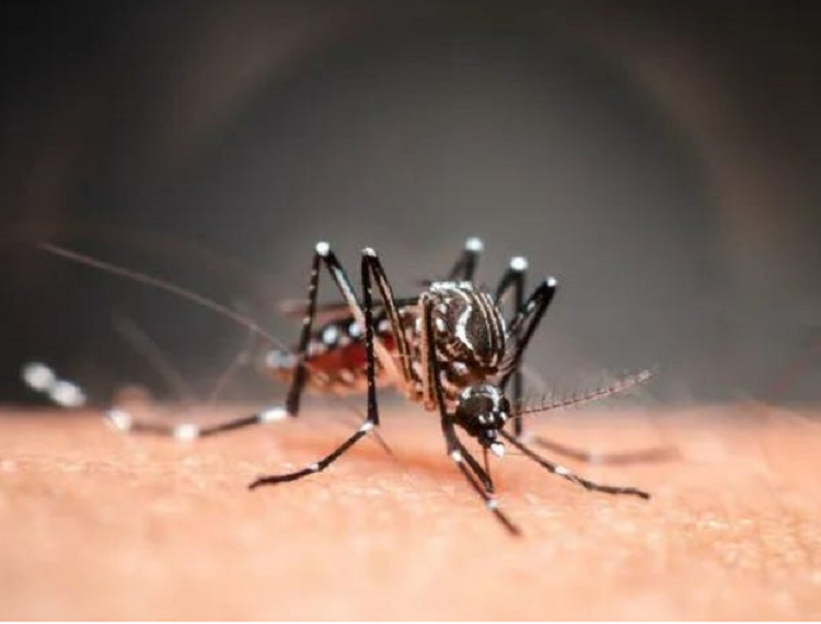 China: mosquito bacteria fight Dengue & Zika