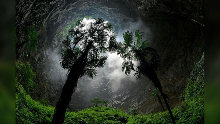 Ancient forest discovered in remote China sinkhole