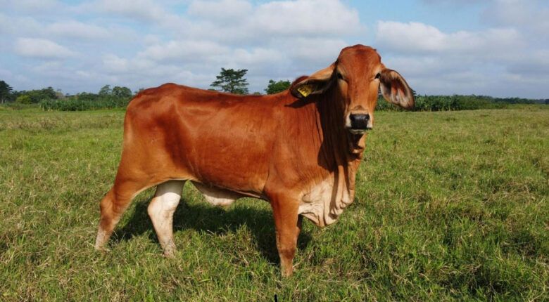 China & Brazil collaborate to enhance sustainable beef production
