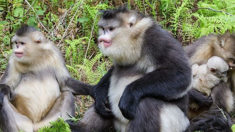 Yunnan Continues to Step Up Efforts for Biodiversity Protection