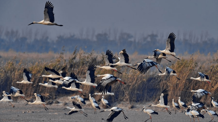 China’s biodiversity pledge