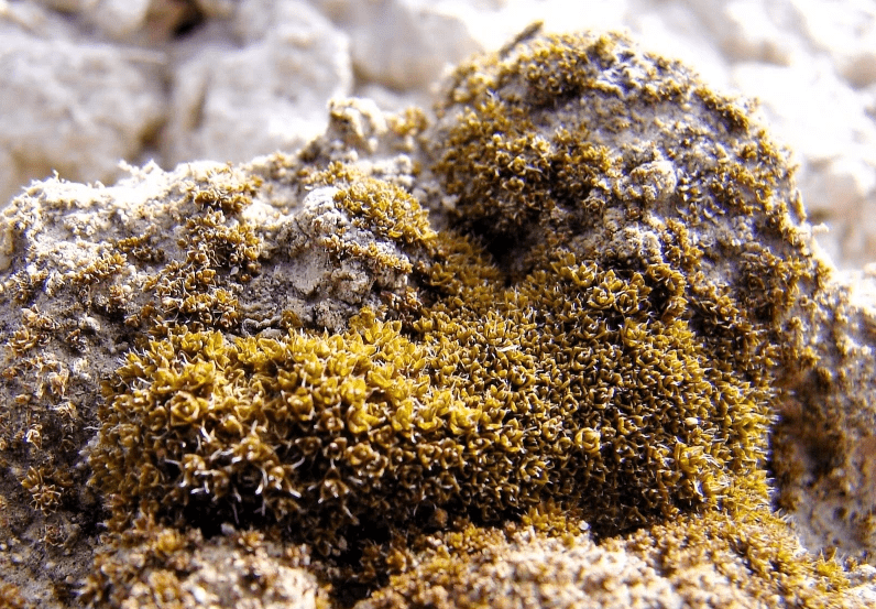 Ancient Earth moss as ‘pioneer plant’ for Mars ?