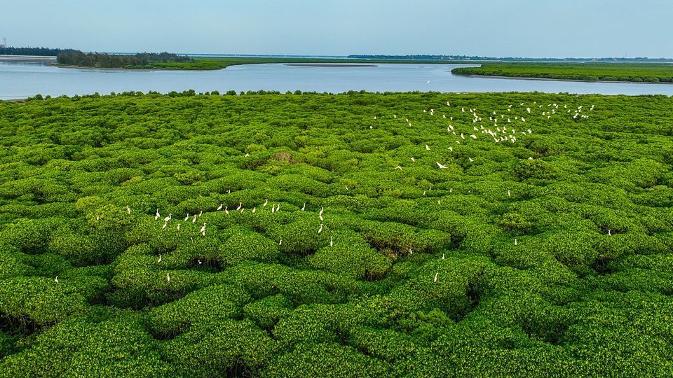 Major tasks to deepen reform in ecological conservation