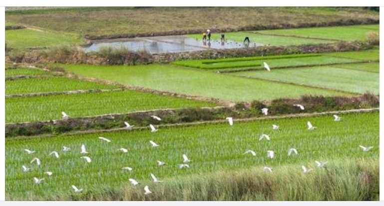 China’s major reforms in ecological conservation over the decade