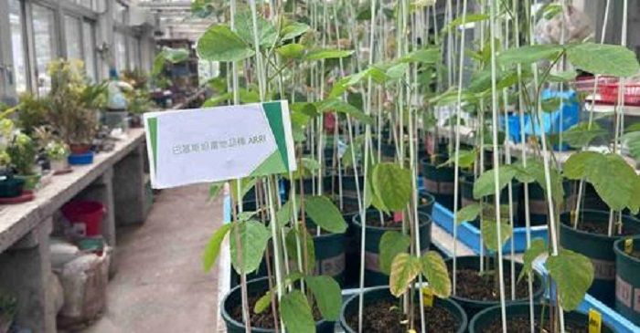 Chinese scientists grow soybeans in space to help advance agricultural technology