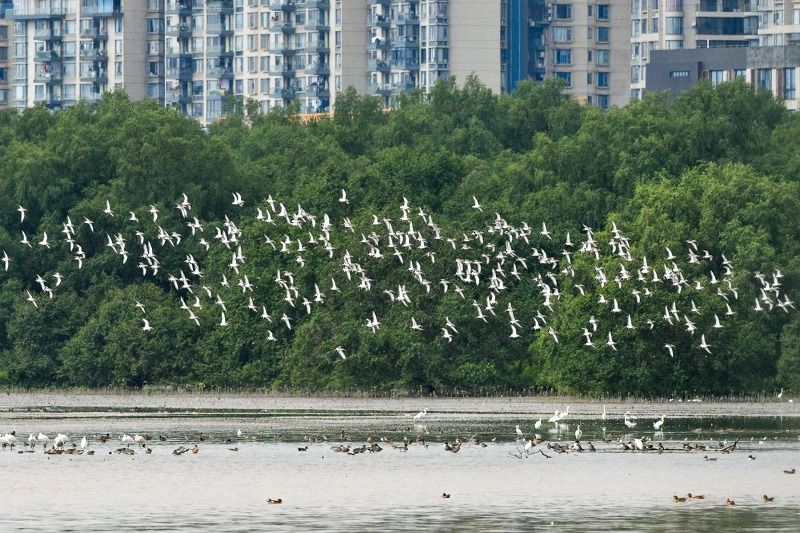Shenzhen: A protection hub for mangroves and migratory birds