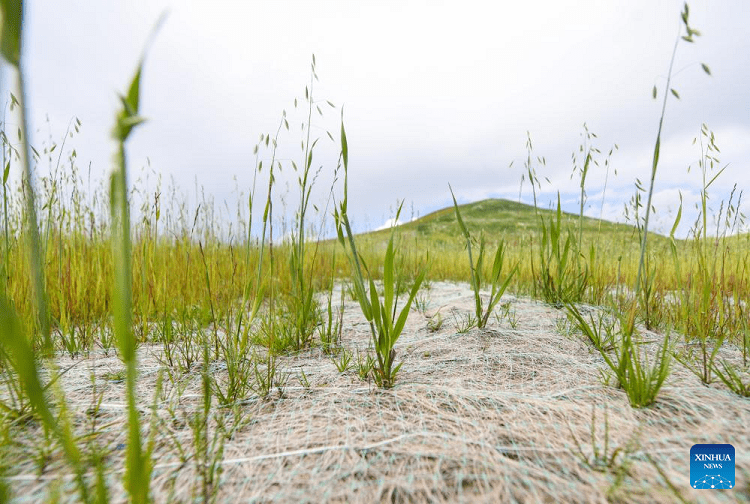 Coconut blankets restore grassland
