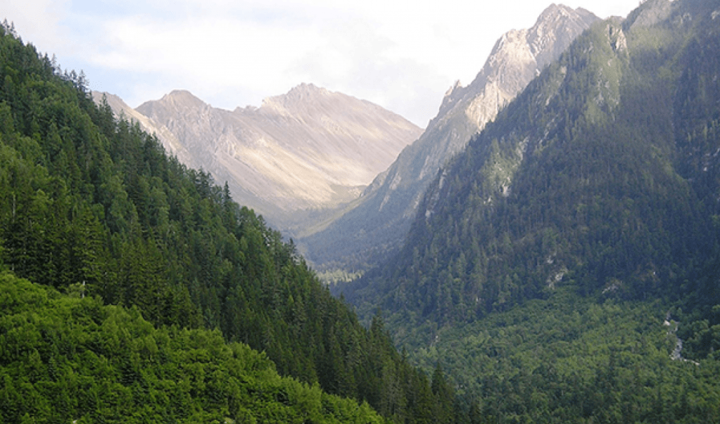 A decade of rising forest cover in&nbsp;China