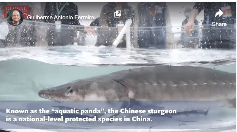 Endangered fish released to Yangtze
