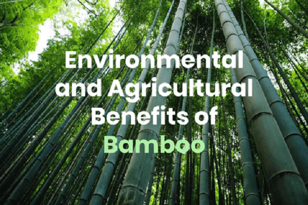 Kenyan environmentalists work to revive degraded river by planting Chinese bamboo