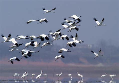 Bird diversity recovers in China’s Yangtze River Basin