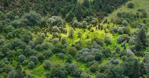 International Forests Day: China’s green development fuels ecology & economy