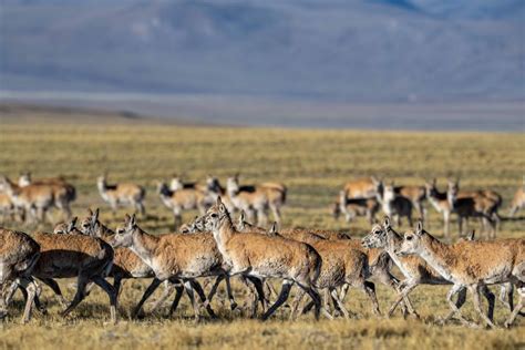 How China’s Qinghai-Xizang Railway made room for wildlife
