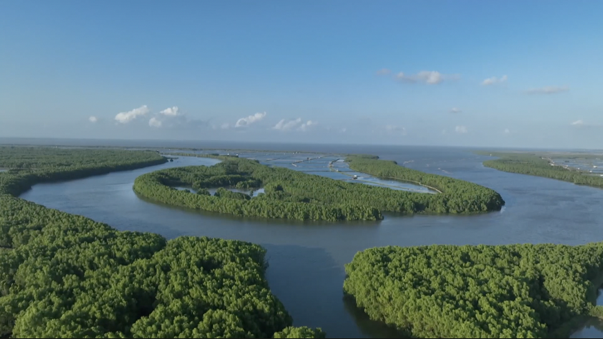 China’s mangrove forests continue to expand