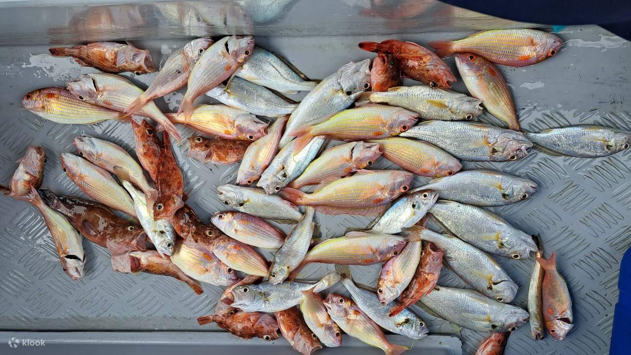Hong Kong’s once “famously filthy” harbour now teaming with fish